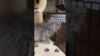 Ragamuffin Cats For Sale in Peoria, IL