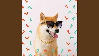Exquisite Moods for Cute Dogs