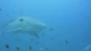 Diving with Bull Shark in Sail Rock, Koh Tao