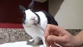 Rabbit taking his sneezing medicine