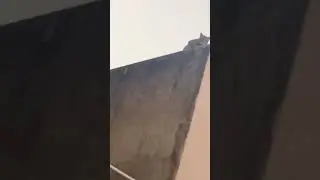 Bhagooo..#scary #cat #cats #catvideos #scary y