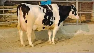  55 kg milk record mashallha💯💯💯❤️❤️❤️👍👍👌🫶