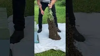 🐝 Swarm Drop #beeswarm