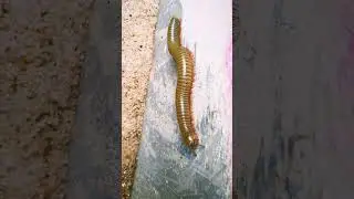 OUCH!  Cute and adorable animals 😱😅 #discoveranimals
