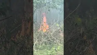 Уборка участка, время сжигания, козу это совсем не беспокоит 😆
