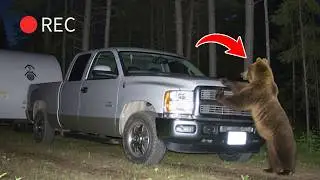 Bears vs. Halloween Decorations in Camping Ground 🐻🎃 сaught on trail camera