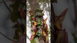 Lowland pitcher plants are perfect for indoor growing #pitcher #nepenthes #plantcare #plantlovers