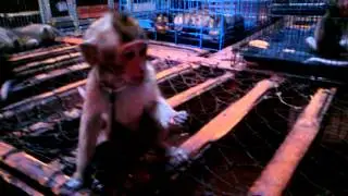 Monkey For Sale in Bali - protected species?
