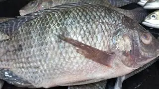 palu fish curry karwar style || Tilapia Fish curry  recipe