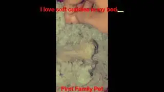 Zamku- The Squirrel | Squirrel Cuddling | Indian Squirrel | Pet Animals | vjeverica | ekorre gosar