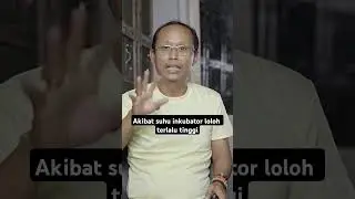 efek suhu INKUBATOR loloh terlalu tinggi untuk anakan burung baru menetas