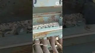 riyawan lahasun ki buvai | #shortvideo #farmequipmen #lahasun