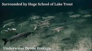 Underwater Drone Footage Surrounded by Huge School of Lake Trout
