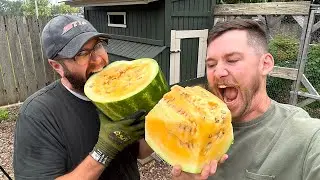 first time tasting yellow watermelon 🍉👨🏻&zwj;🌾