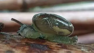 घोंघा (Snail) के बारे में अजीबो-गरीब बातें || Interesting facts about Snail In Hindi