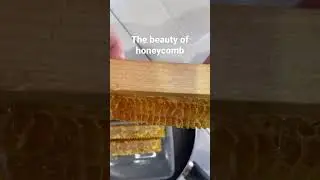 The beauty of honeycomb #beehive #honey #ytshorts #bees #ytshort #bee #honeycomb #shorts #nature