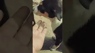Not just a dog, my family ❤️🐕&rdquo;forever my best friend dog #good #amazing#video #viral #vlog #youtube