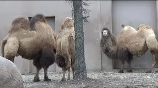 St. Louis Zoo takes precautions to protect animals from bitter cold