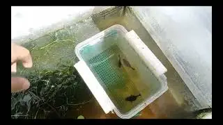 How to breed balloon molly and guppy using DIY breeding plastic box.