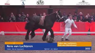 Hengstenkeuring Trekpaarden 2025 | Korte versie