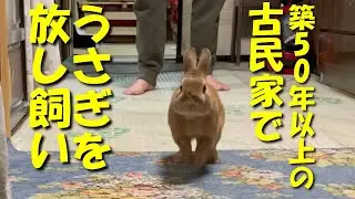 古民家で放し飼いするウサギのモーニングルーティンがこちらです。　(No.689)