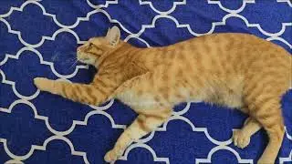 Cat brothers Galvin & Gertrude's 7th stay moments ♥️ #catvideos #cat #catbrothers 