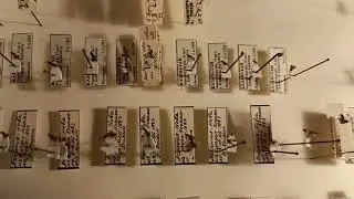 Collection of chalcid wasps Podagrion, Egg Parasitoids of Mantidae. Institute of Zool., Kyiv Ukraine