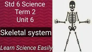 Skeletal System| Learn Science Easily| Std 6 Science| Term 2| Unit 6