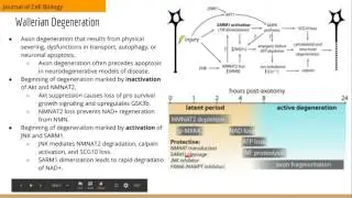 Axonal Autophagy Regulated by GSK3b Phosphorylation of MCL1