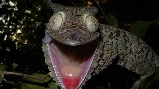 Amazing Madagascar: A Hidden and Forgotten Treasure of Planet Earth