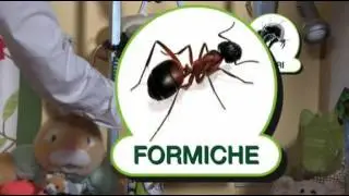 EKO KILLER Insetticida Disinfestante Antiparassitario contro tutti gli Insetti INODORE Snidante