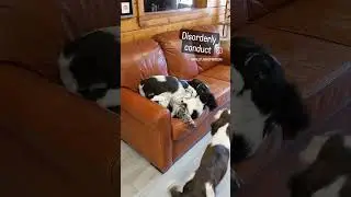 Also some unpaid barking tickets 🤣🤣🤣 #dogs #pets #funnyanimals #ess #springerspaniel #puppy #doglife