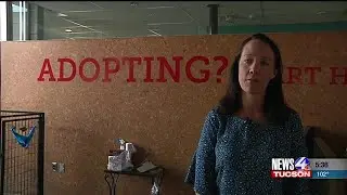 Pima Animal Control Center moves dogs from tent