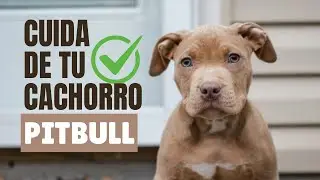 Cuidados GENERALES de un cachorro PITBULL  ✅ l Tiger Pitbull