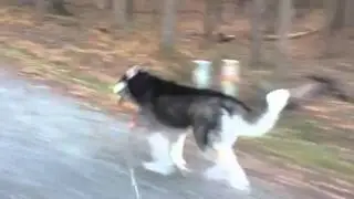 Blitzen fun run