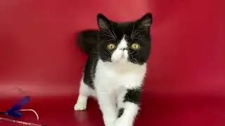 Exotic Shorthair Black and White Male kitten of Majestymeow Cattery !