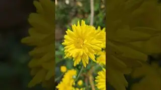 #beautiful #flower #status #video #videos #shortvideos #shorts #like #subscribe #share #viral