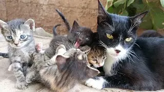 Mother cat allows her kittens to explore outside the box for the first time