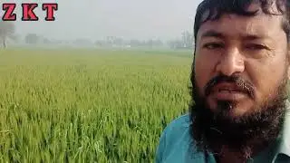 AJ Sunday Ko Jo Kam Anja M Dei Ye watering to wheat crop tree plantation grass cuttingvlogvlogs