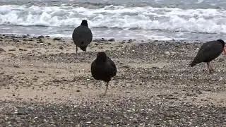 Toreapango, Variable Oystercatcher