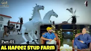 Al Hafeez Stud Farm Dena - Unique Blood line speeder Horses - Neza Bazi - Part 1