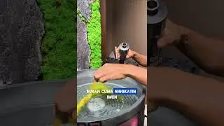 Ikan kalian susah makan? Jangan sampe jadi drop ikannya #ikan #goldfish #ikankoki