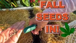 How I Direct Sow Fall Seeds + Seedling Update