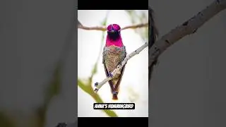 CRAZY COLOR variations on this Anna's Hummingbird #shorts #birds #photography