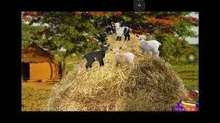 Wonder Pets: In the City Save the Screaming Goat Goodbye Scene for Colleen Ford