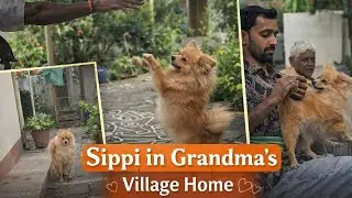 Sippi at Grandma&rsquo;s Village Home 🐶 | Pure Village Life, Dog Love & Palletooru Vibes