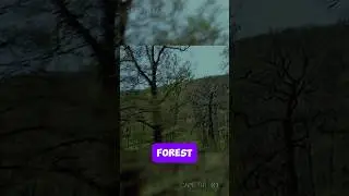 The Forest Just Went SILENT. Then Time Broke