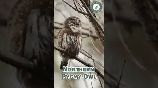 Northern Pygmy-Owl vs Burrowing Owl - Pure Nature Sounds!