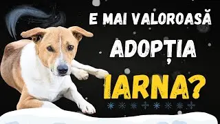 Cum rezistă câinii în adăposturi iarna?
