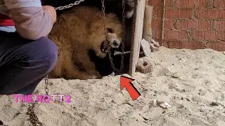 Saving a Courageous Dog Mom and Her Pups with a Safe Move 💞#4kviral #animals  #pets #the_rott2 #cat